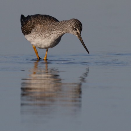Större gulbena Foto: Kerstin Martinsson